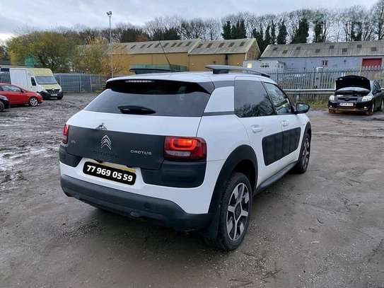 C4 Cactus image 12