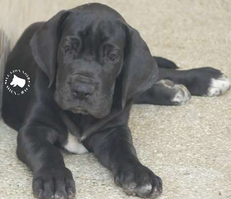 Chiots Dogue allemand image 1