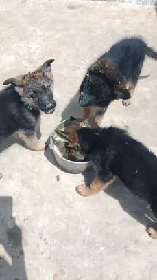 Berger Allemand grand gabarit image 2
