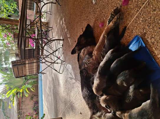 Berger allemand  malinois image 1