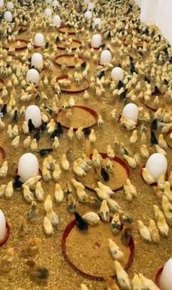 Poussins et œufs fertiles poulet goliath image 2