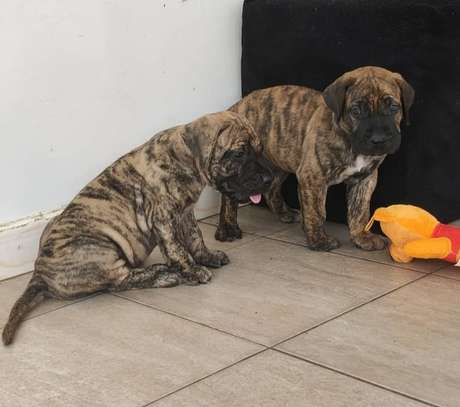 PRESA CANARIO image 6