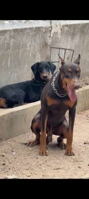 Chiot femelle Doberman noir et feu image 2