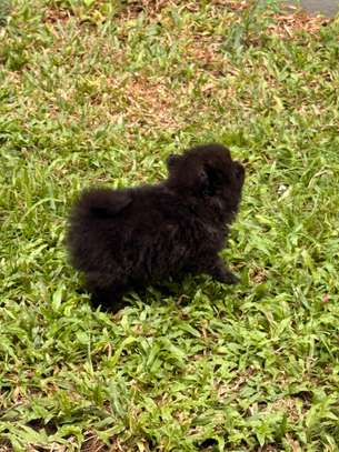 Pomeranien image 7
