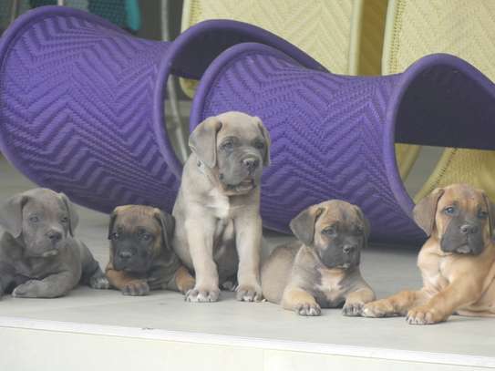 chiots cane corso image 8