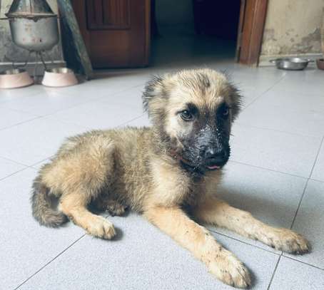 Berger allemand chiot beige clair masque noir doux image 3