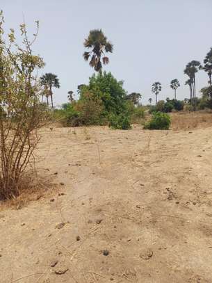 Verger 3ha à vendre à Ndianda Ngeuniène sur la route de joal image 12