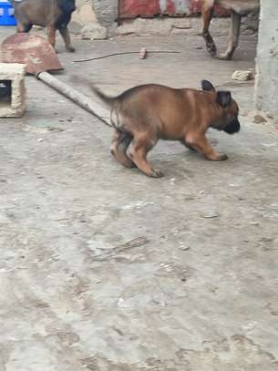 chiots malinois pure sang image 3