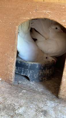 Pigeon paon indien image 2