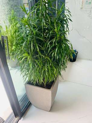 Petites et grandes Plantes d'intérieur vertes image 8