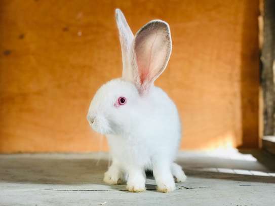 Couple Lapin Géant de Flandres blanc et gris fer image 3