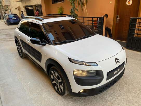 C4 cactus image 15