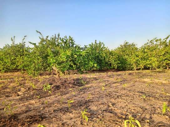 𝐕𝐞𝐫𝐠𝐞𝐫 𝐝𝐞 1 𝐡𝐞𝐜𝐭𝐚𝐫𝐞𝐬 6000m2 𝐞𝐧 𝐩𝐥𝐞𝐢𝐧𝐞 𝐩𝐫𝐨𝐝𝐮𝐜𝐭𝐢𝐨𝐧 image 8
