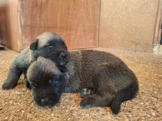 Berger allemand  malinois image 2