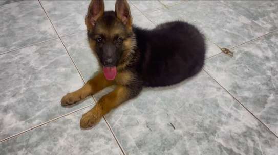 Berger Allemand male et femelle image 4