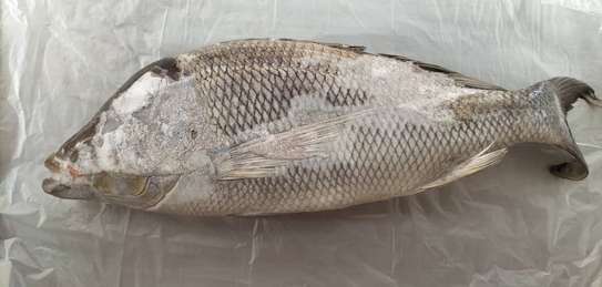 POISSON SOUMPOTT = EMPEREUR à Vendre image 5