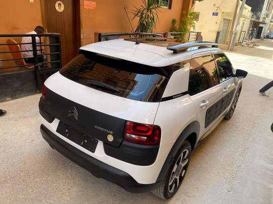 C4 cactus image 13