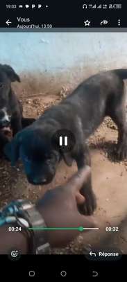 Chiots Cane Pure Race image 8