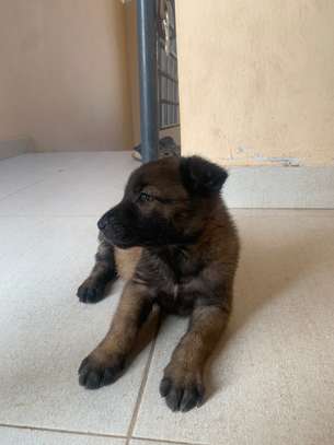 Malinois charbonnés à vendre image 3