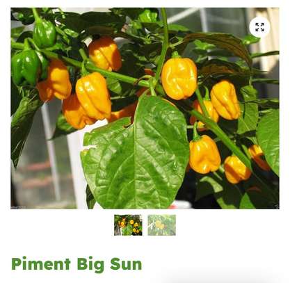 Piment Big Sun plante saine productive image 4