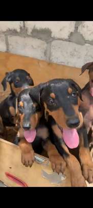 Chiots doberman image 5