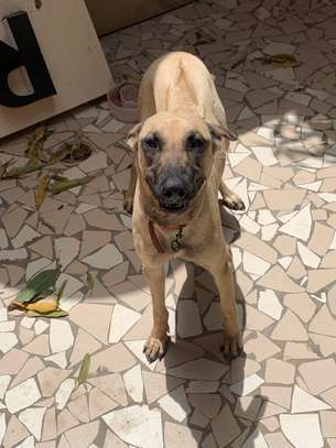 Chiot Rhodesian Ridgeback X malinois image 2