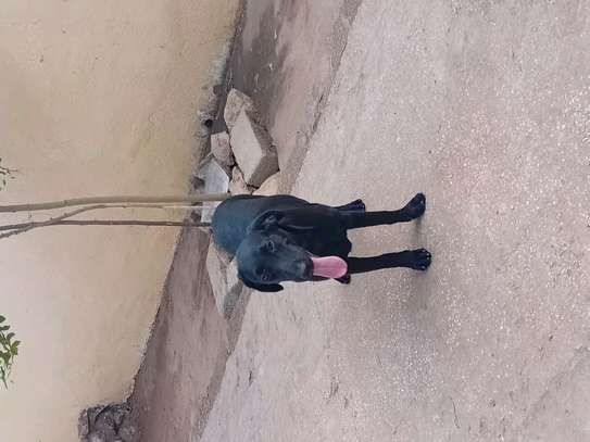 Labrador noir jeune affectueux et joueur image 9