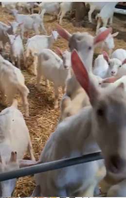 Vente de chèvres laitières importées image 2