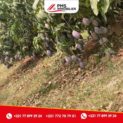 Terrain à arbres fruitiers à vendre à Sindia image 4