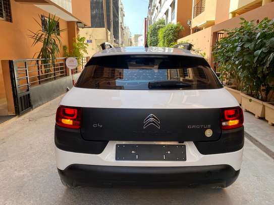 C4 cactus image 1