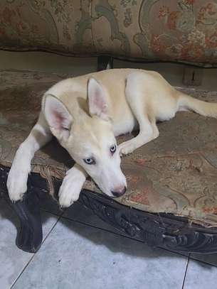 Husky femelle 4mois❤️ image 3