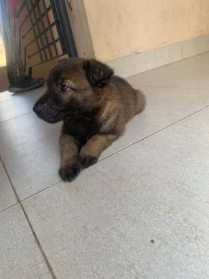 Malinois charbonnés à vendre image 2
