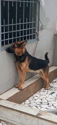 Chiot berger allemand pur sang image 3