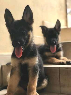 Chiot berger allemand image 1