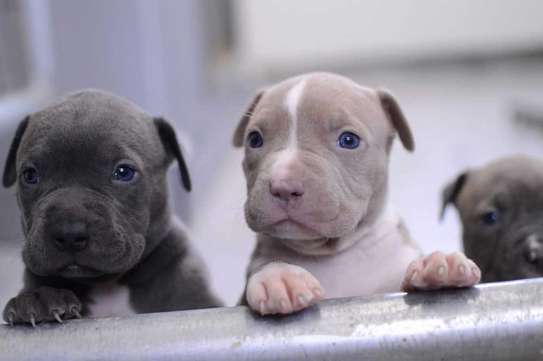 chiot pitbull red noise image 1