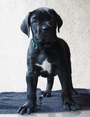 Chiots Cane Corso image 3