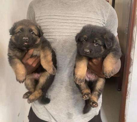 Chiot berger allemand image 5