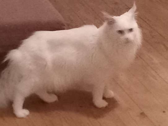 Maine Coon image 4