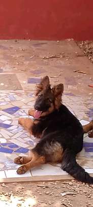 Berger allmand image 2