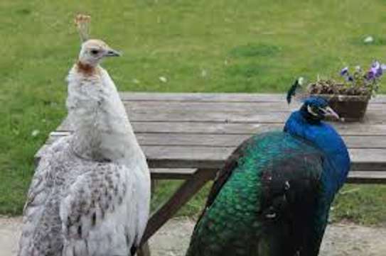 Paon bleu et blanc image 7