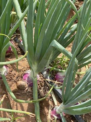 Champ Agricole à vendre à Keur Magueye Ndao image 7