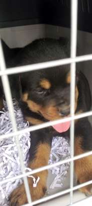 VENTE DE COUPLE CHIOTS ROTTWEILER image 5