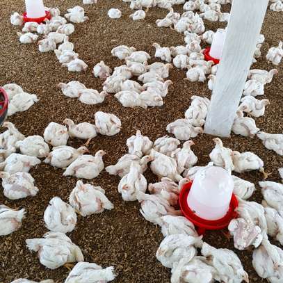 POULETS DE CHAIR EN GROS ET DETAIL image 3
