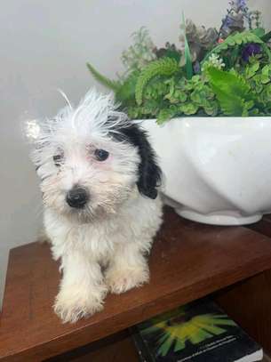 Bichon maltais à vendre image 5