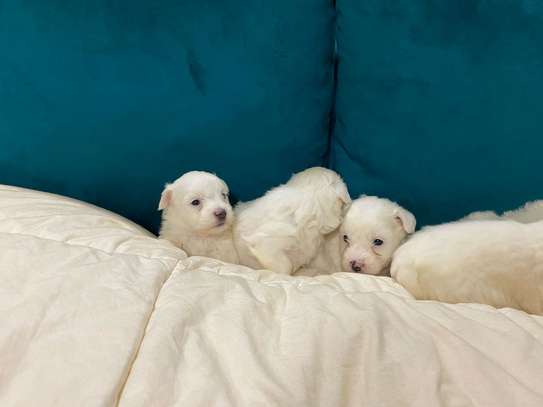 BICHON MALTAIS image 4