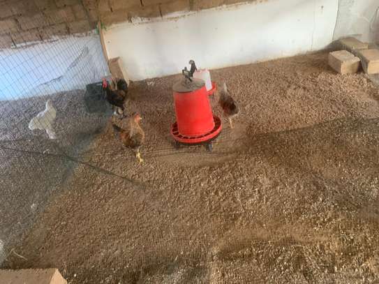 Poulets disponible image 2