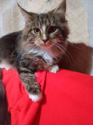 Maine Coon image 1