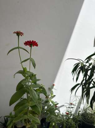 Plantes fleuries - zinnias image 2