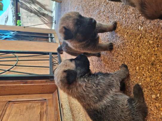 Berger allemand  malinois image 14