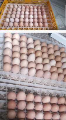 Poussins et œufs fertiles poulet goliath image 5